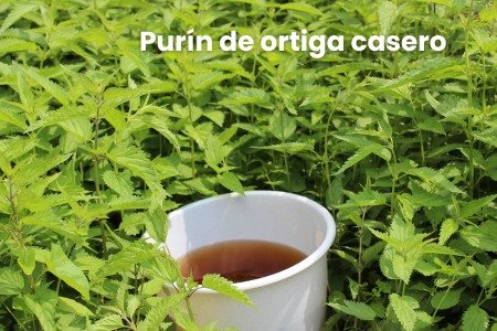Haz purín de ortiga casero paso a paso