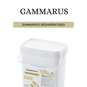 Gammarus