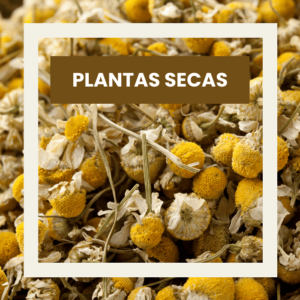 Plantas Secas