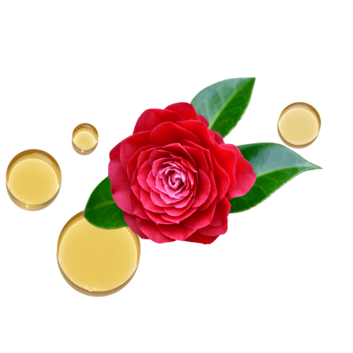 Aceite de Camelia al por mayor