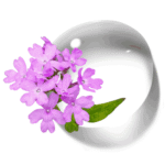 Hidrolato de Verbena M.P.