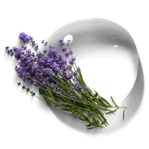Hidrolato de lavanda mayorista