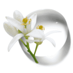 Hidrolato de Neroli M.P.
