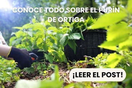 Conoce también el purín de ortiga