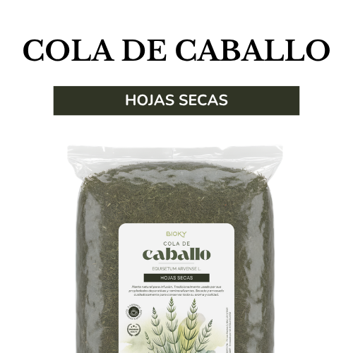 Cola de caballo cortada y seca